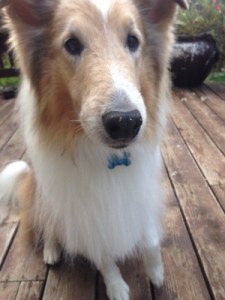 "I herd kids." -- Laddie